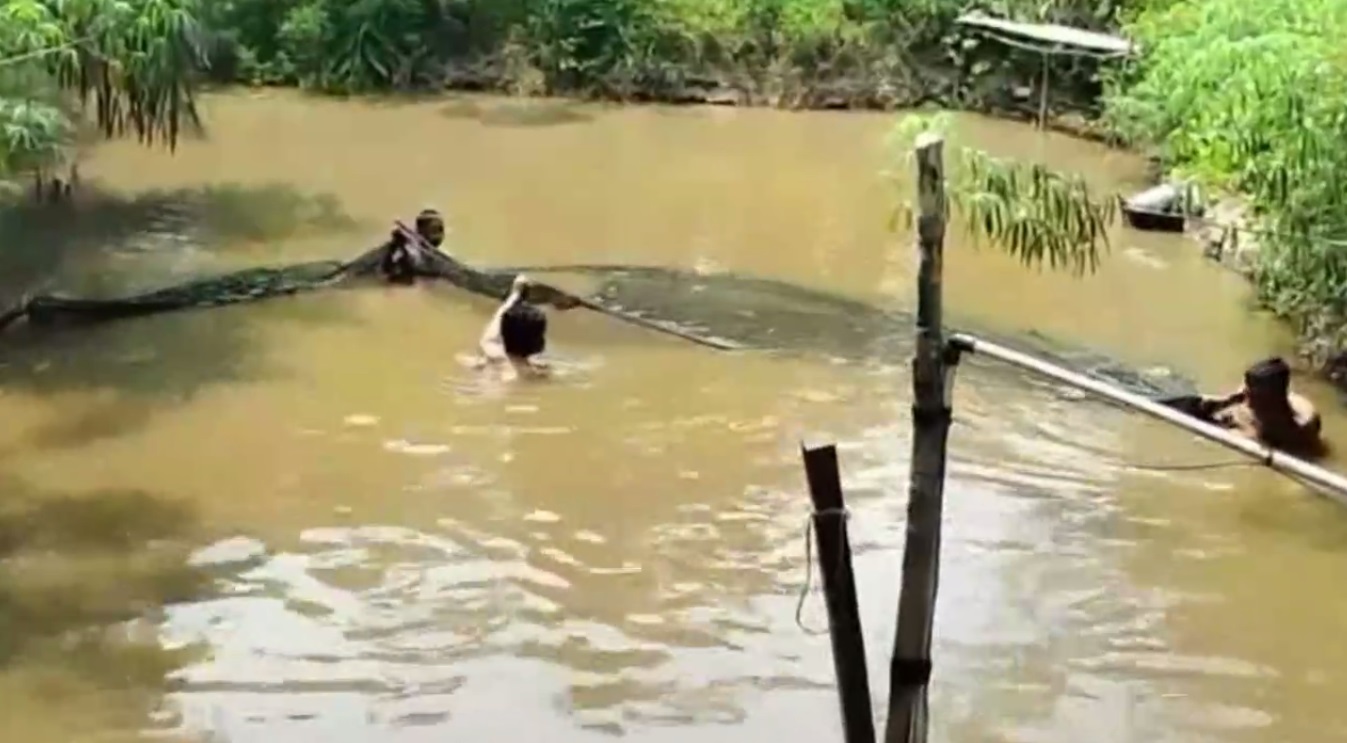 Takut Kekeringan, Petani Terpaksa Percepat Proses Panen Ikan