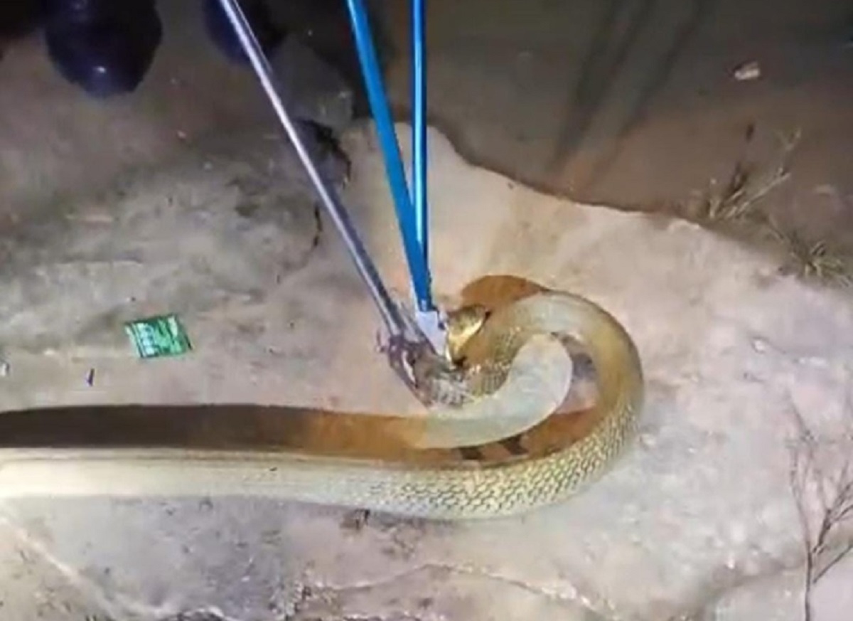 Mencekam! Ular Kobra Masuk Rumah Warga di Muaro Jambi Saat Malam Lebaran