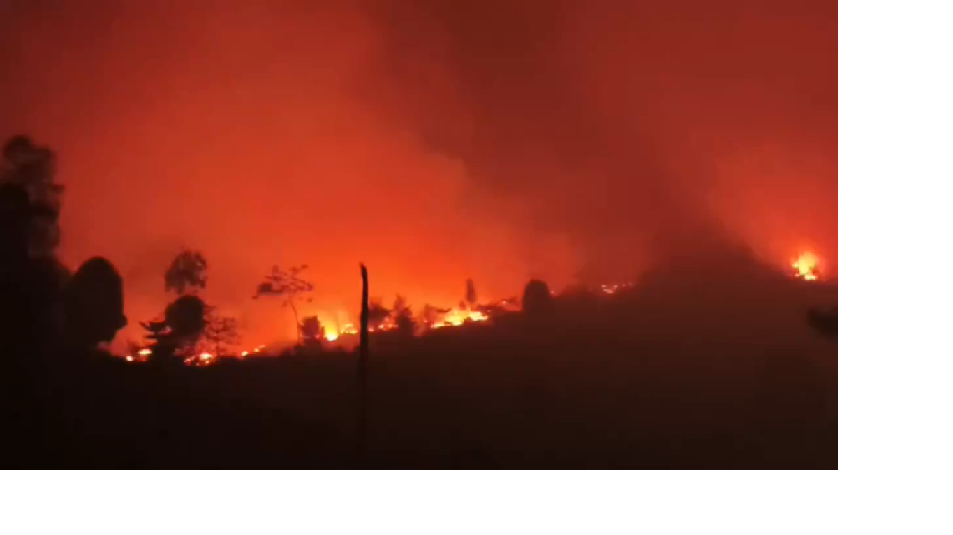 Tahura Batanghari Kembali Terbakar, Enam Hektare Lahan Hangus