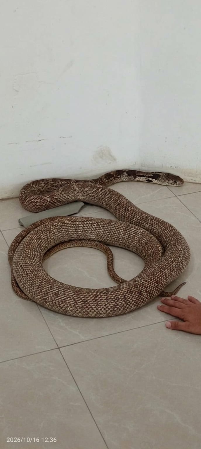 Geger!Ular Kobra Masuk Gedung DPRD Muaro Jambi,Damkar Bergerak Cepat