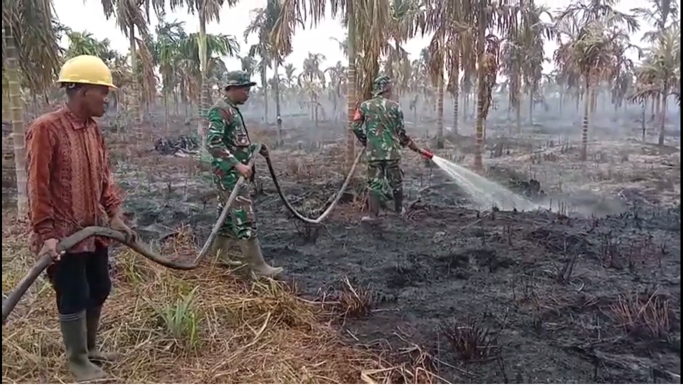 Lahan 6 Hektare Berisi Tanaman Pinang dan Sawit Ludes Terbakar  