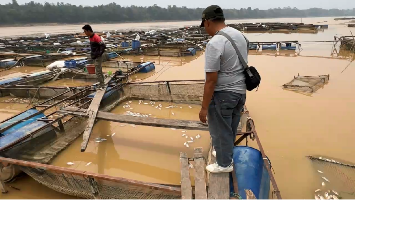 Dampak Kemarau, Ribuan Ikan Keramba di Desa Aro Mendadak Mati