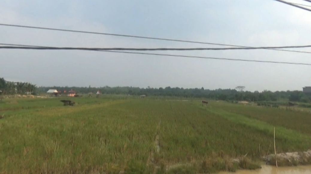 169,5 Hektar Sawah di Kabupaten Batanghari Terdampak Kekeringan 