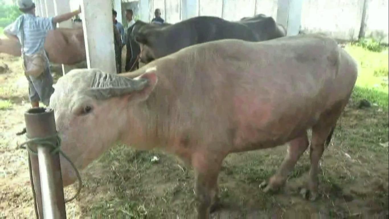Jumlah Hewan Qurban di Batang Hari Tersedia 1.281 Ekor