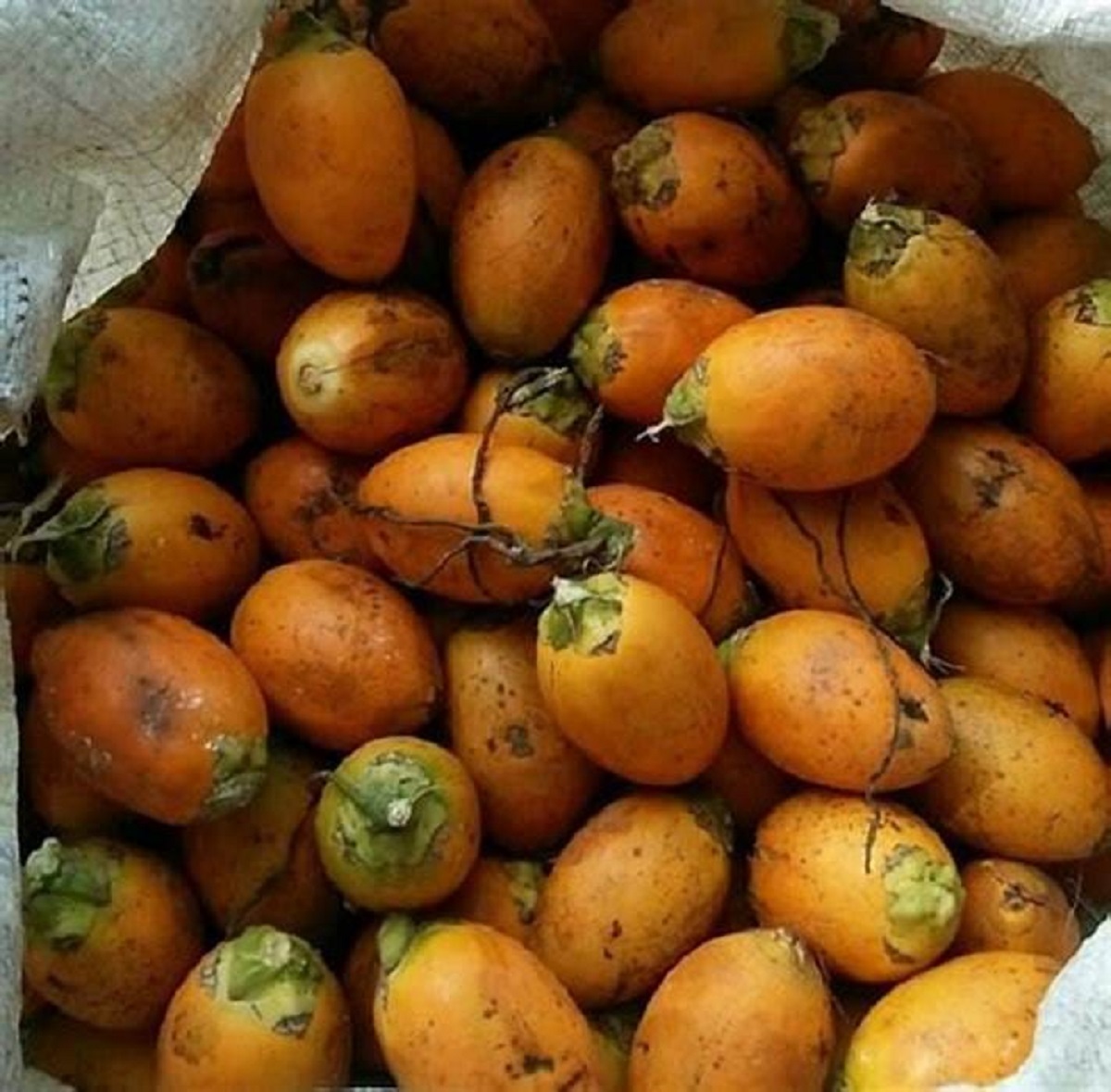 Petani Mengeluh, Harga Komoditas pinang di Tanjabtim Kembali Merosot
