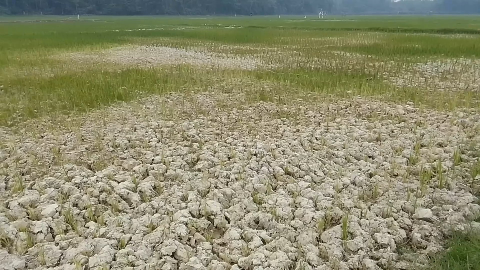 Puluhan Hektar Sawah di Desa Jati Belarik Bakal Gagal Panen Dampak Kekeringan