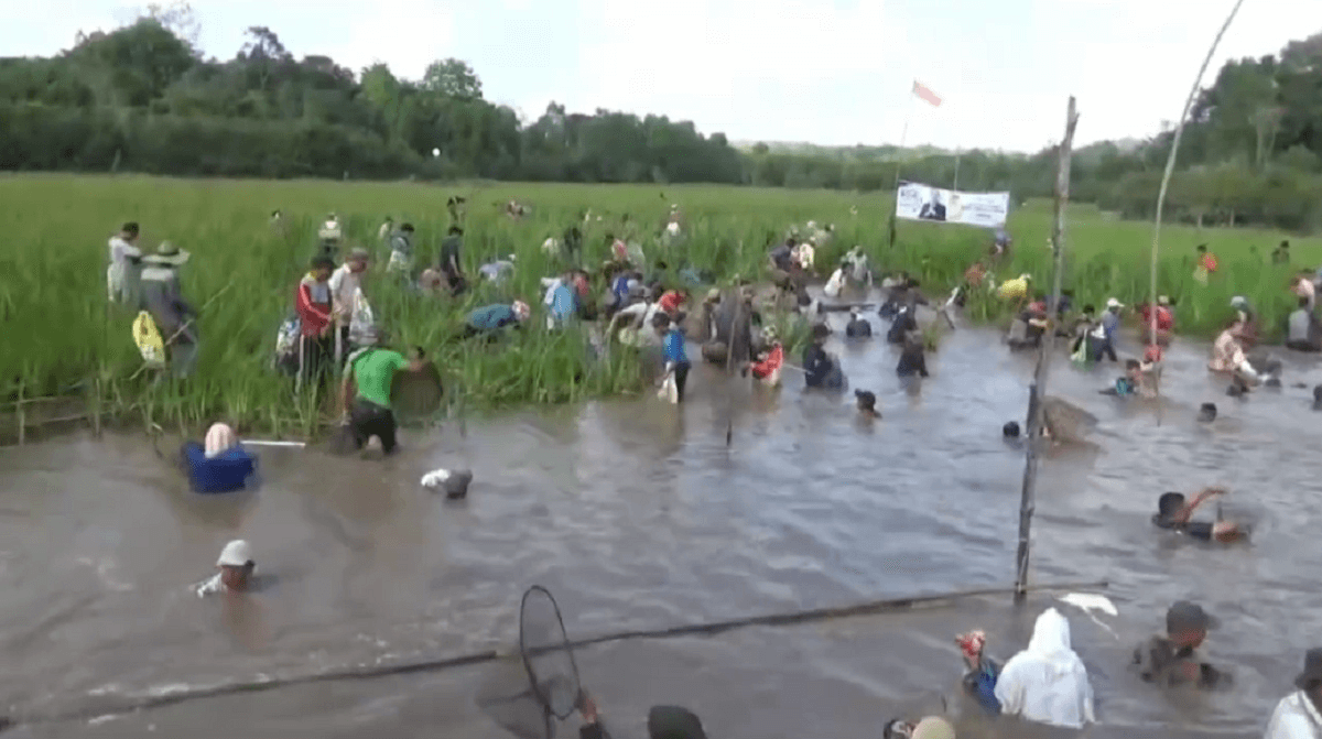 Lakukan Tradisi Bekarang, Ribuan Warga Desa Pasar Terusan Mencari Ikan di Sawah Angker