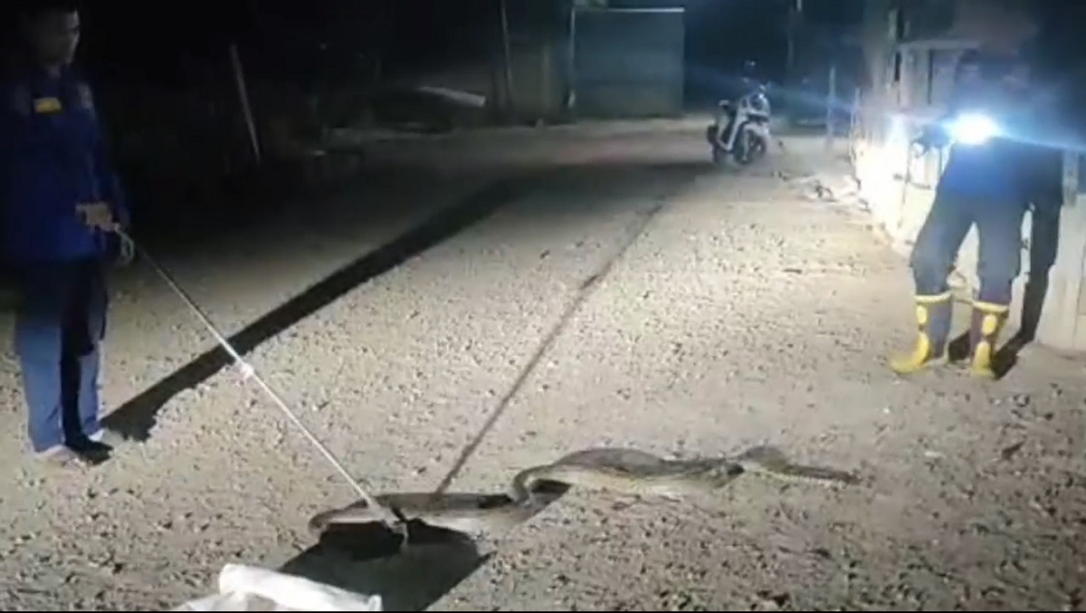 Damkar Evakuasi Ratusan Ular dari Rumah Warga, Himbau Masyarakat Untuk Waspada