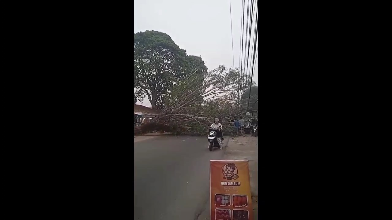 Pohon Tumbang Timpa 2 Mobil Yang Melintas Kota Jambi