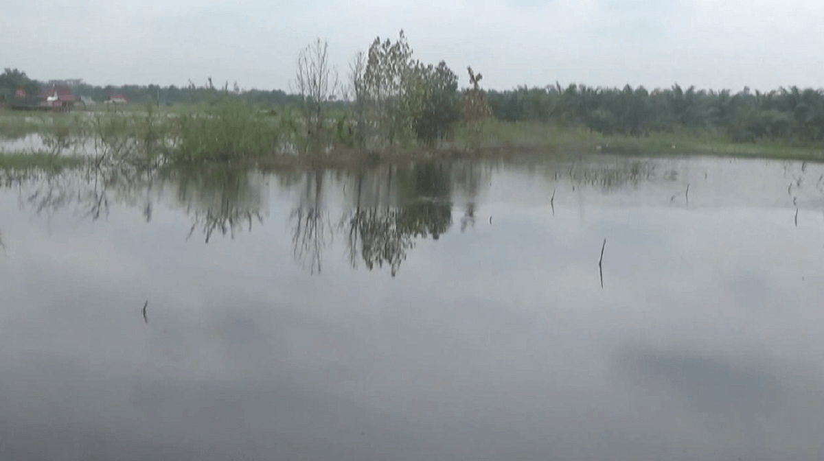 Dampak Banjir di Batanghari, 24 Unit Kolam dan Keramba Ikan Milik Warga Terdampak