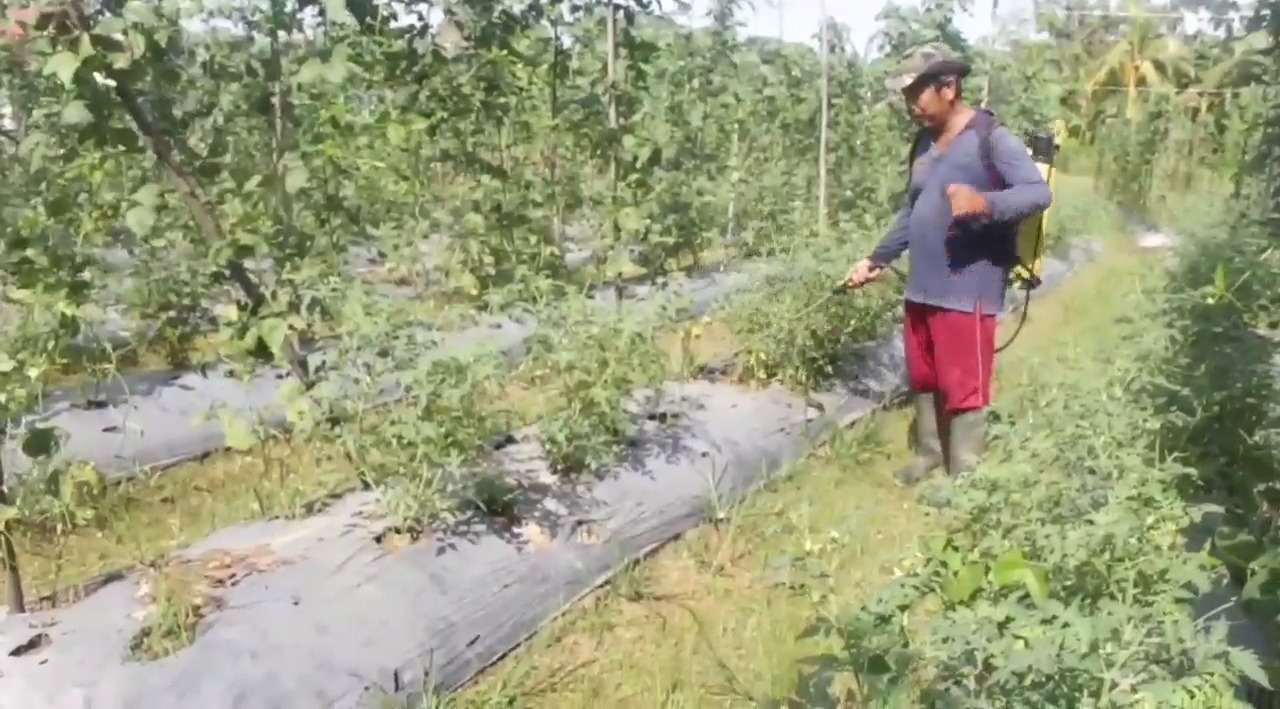 Pemkot Jambi anggarkan Rp 7,6 Miliar Untuk Jalan Sentra Produksi Pertanian