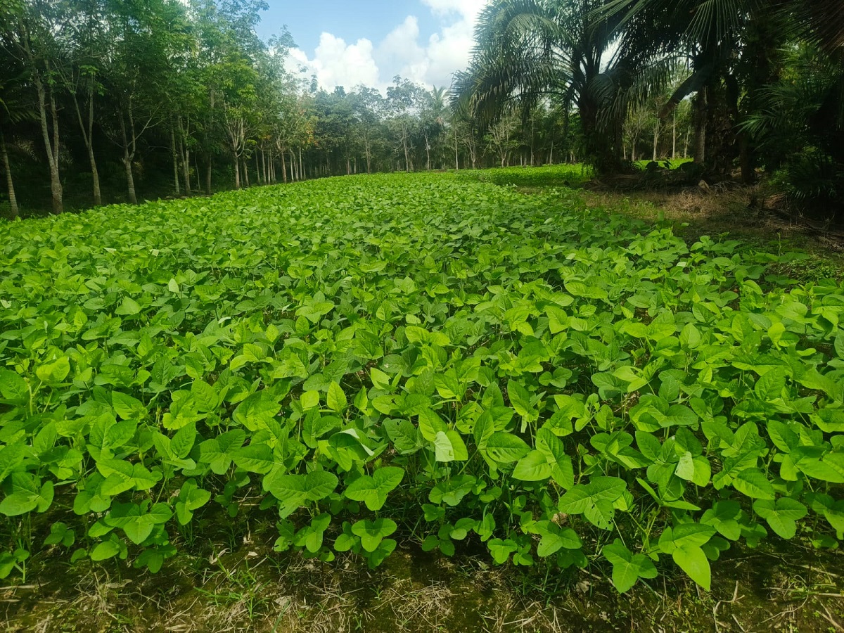 Penangkaran Benih Jadi Alternatif Baru Petani Kedelai 