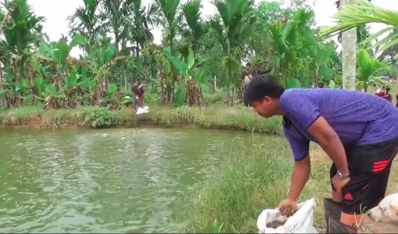 Petani Ikan Kolam Keluhkan Tingginya Harga Pakan