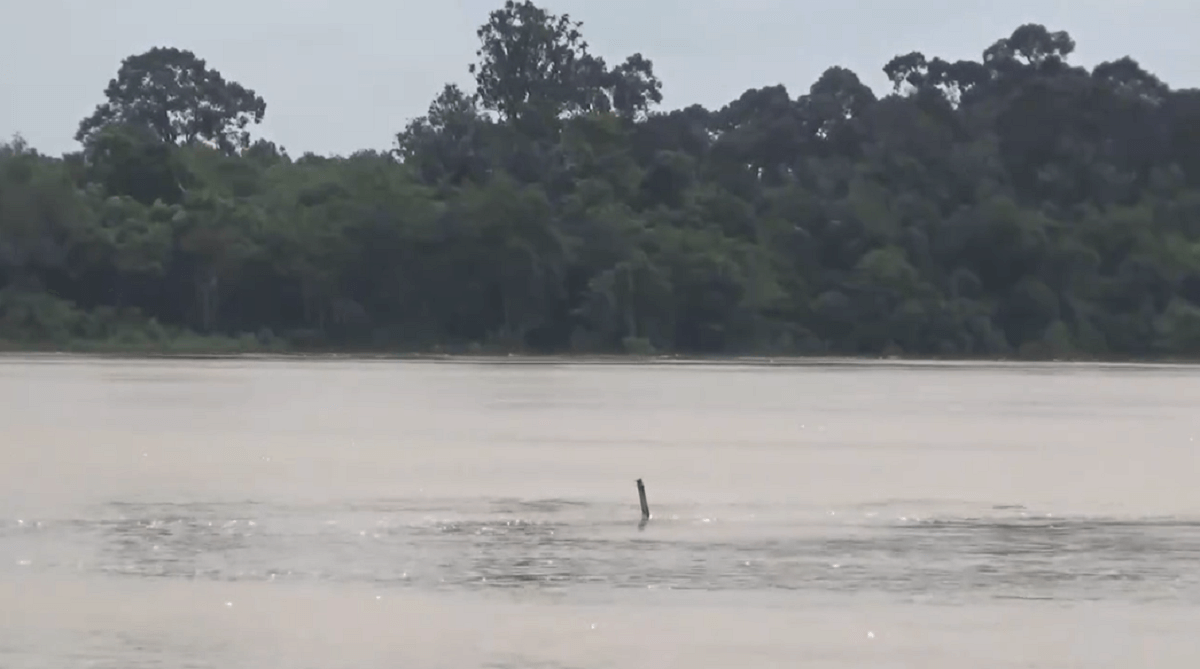 Waspada, Sungai di Batanghari Sudah di Level Siaga Awas 