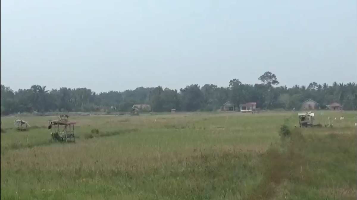 Kemarau Panjang Melanda Muaro Jambi, 2.089 Hektare Sawah Mengering