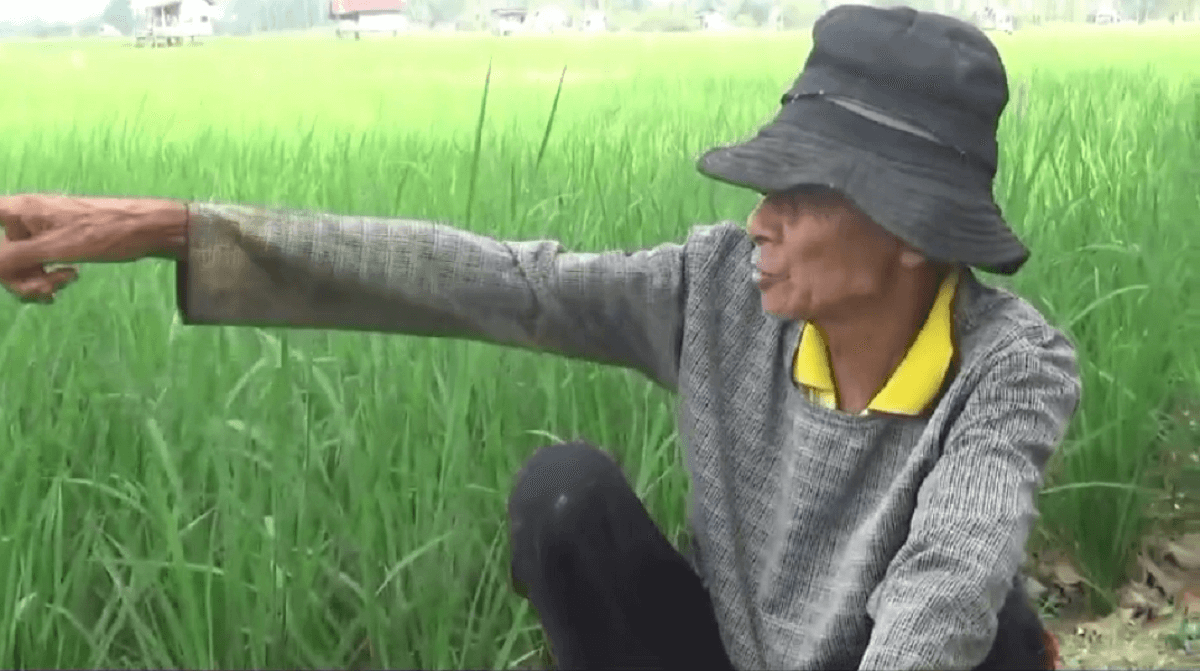 Lahan Sawah di Kota Jambi Mengering Hingga Retak, Petani Padi Khawatir Gagal Panen