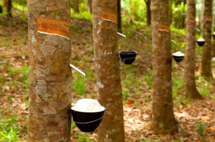 Dari Kebun Rakyat, Jalur Dagang Malaka hingga Ditinggalkan Petani