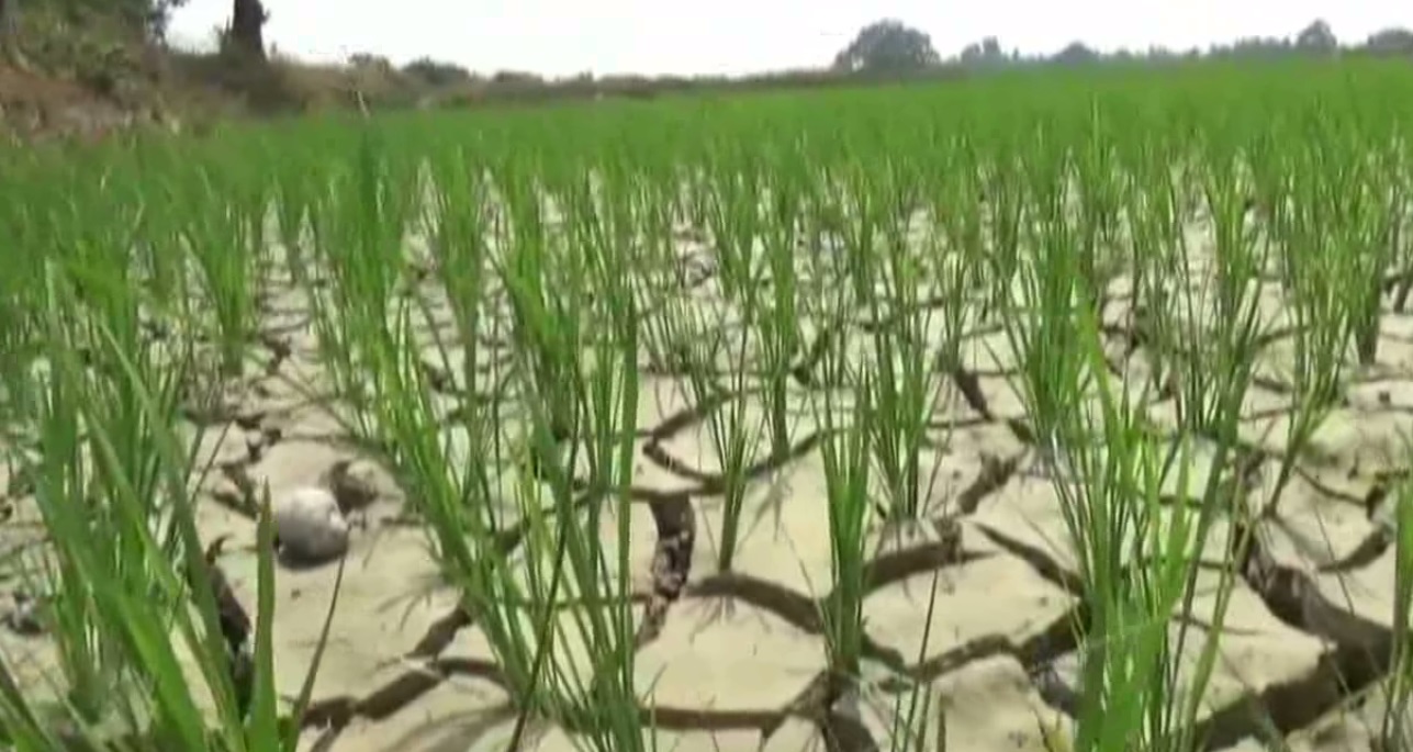 Dampak Musim Kemarau, 990 Hektar Padi Sawah Terdampak Kekeringan