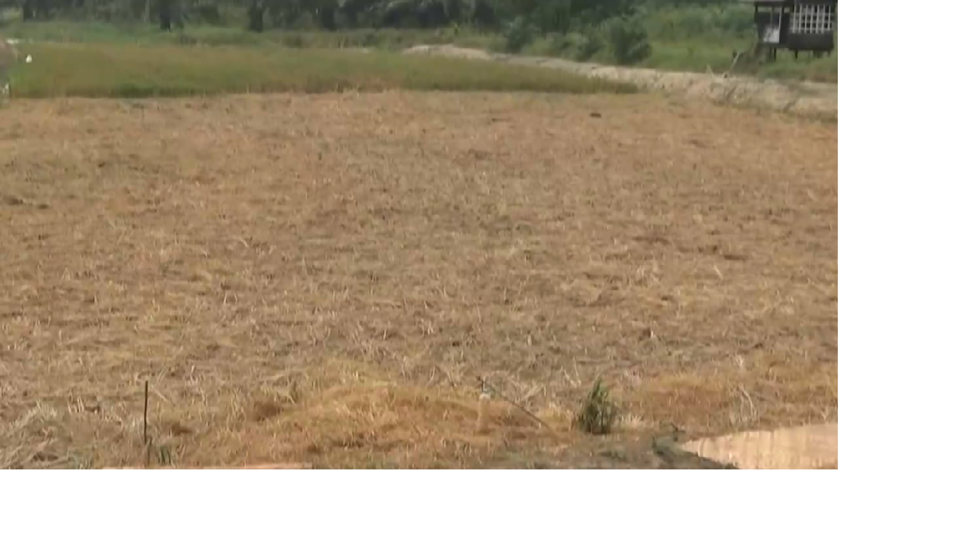 Kemarau Melanda, 1.106 Hektare Sawah di Batang Hari Terdampak Kekeringan