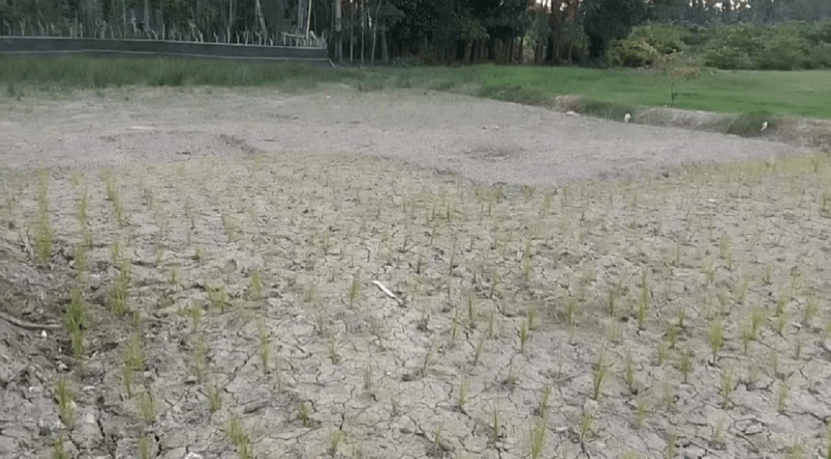 Dampak Kemarau, Puluhan Hektare Sawah di Desa Jati Belarik Kekeringan