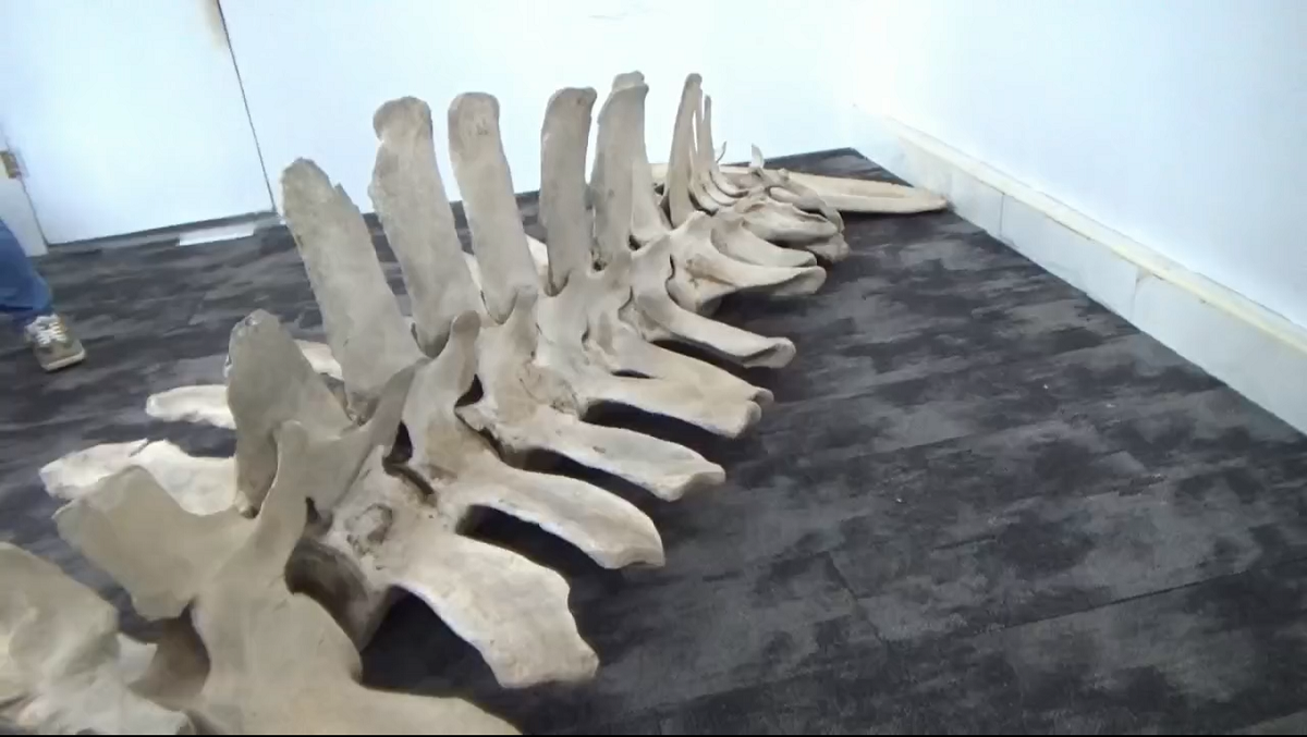 Tulang yang Diduga Ikan Paus Kini Diamankan ke Dinas Perpustakaan dan Kearsipan