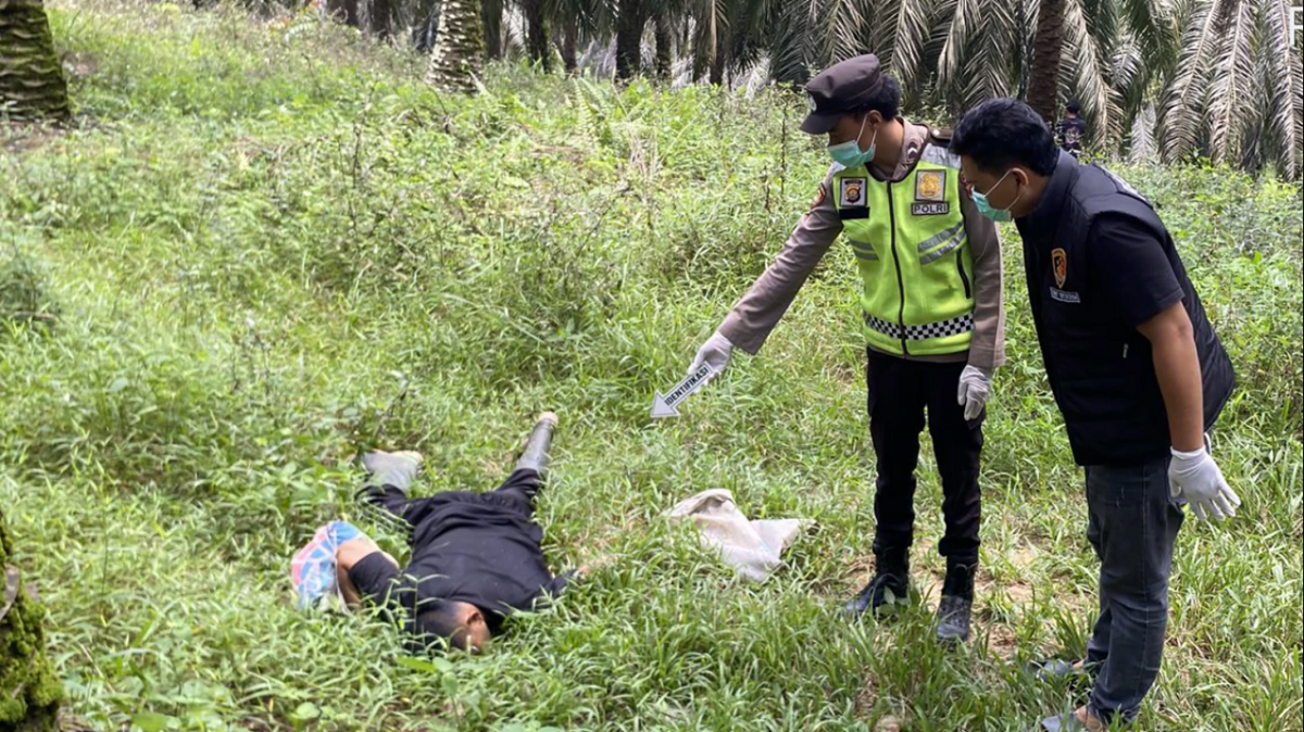 Penemuan Mayat Pria Di Perkebunan Sawit