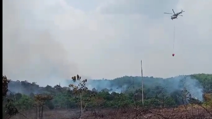 Lagi, 50 Hektar Lahan Tahura di Batanghari Terbakar