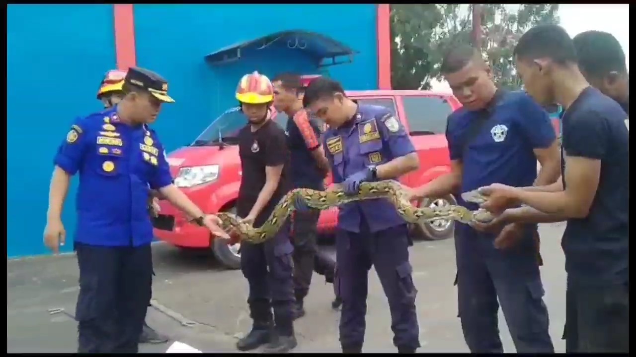 5 Ekor Ular Sanca dan Puluhan Telur Ular Ditemukan di Rumah Warga Kebun Kopi