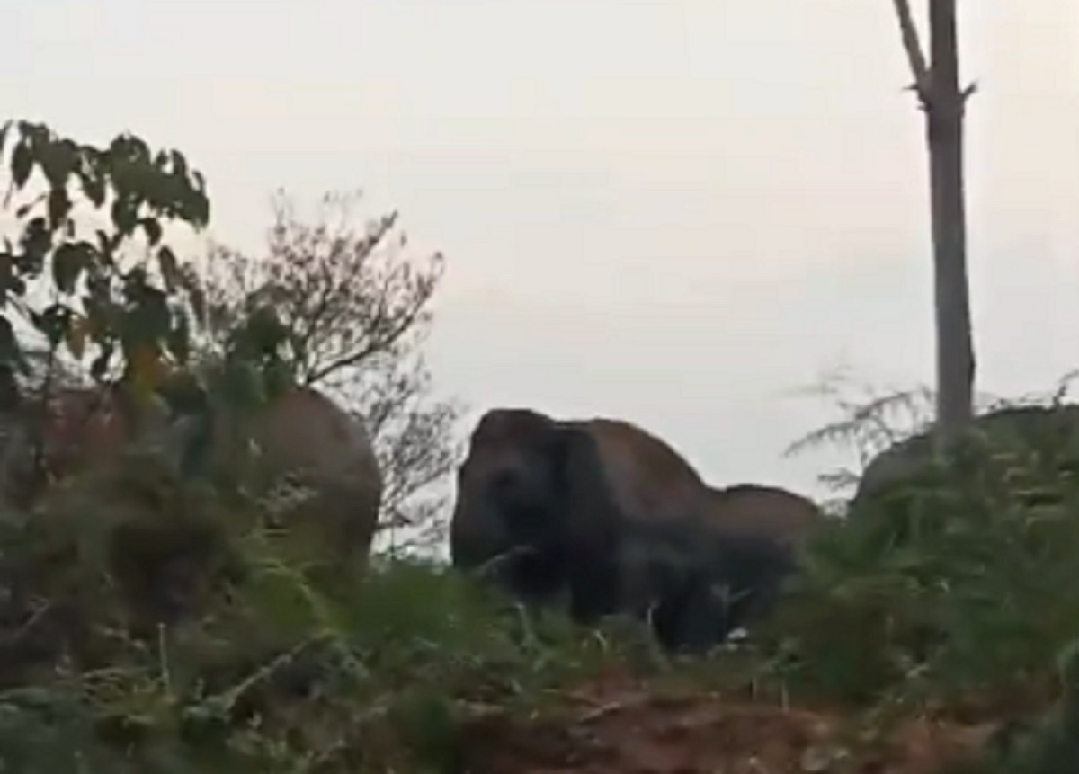 Puluhan Gajah Rusak Kebun Sawit Warga di Tebo