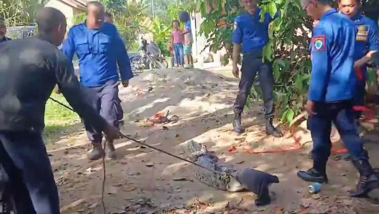 Tersangkut Jaring Ikan, Seekor Buaya Ditangkap Warga Muara Bulian