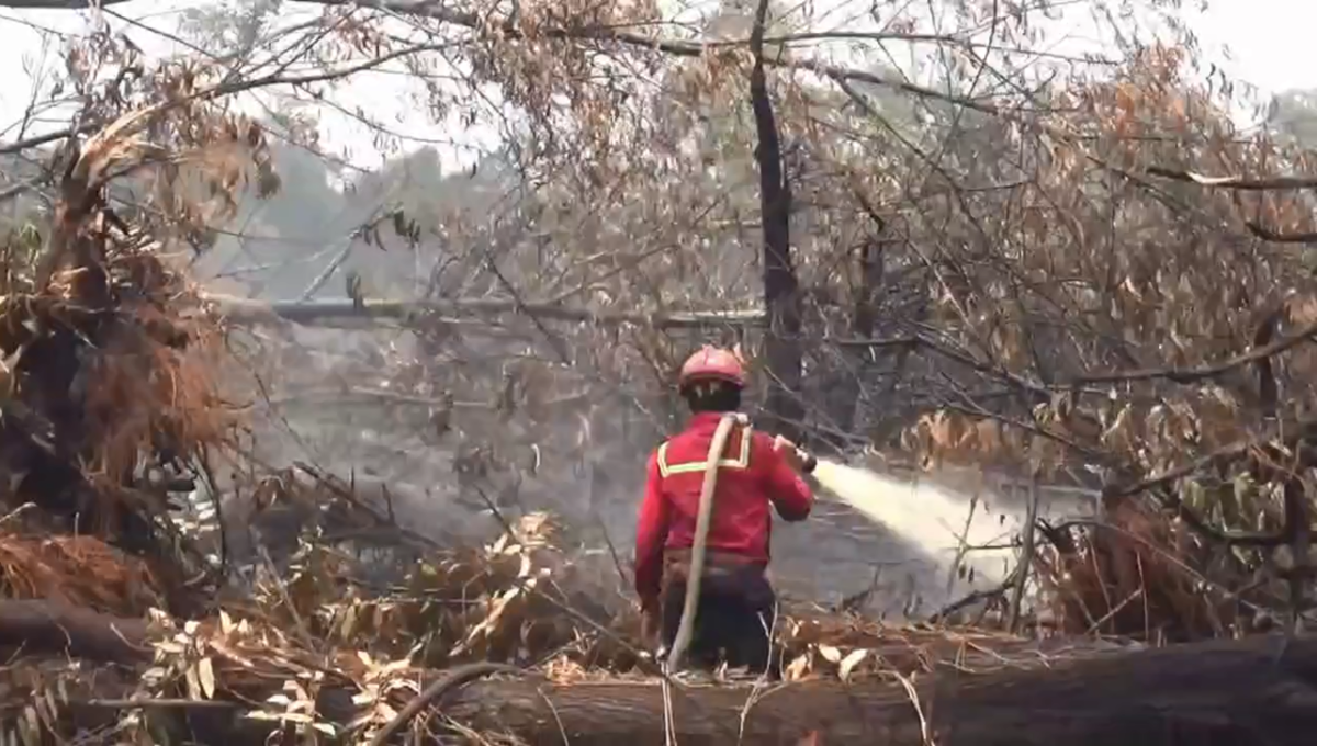 Bakar Lahan Milik Sendiri, Pria di Muaro Jambi Ditangkap Satgas Karhutla