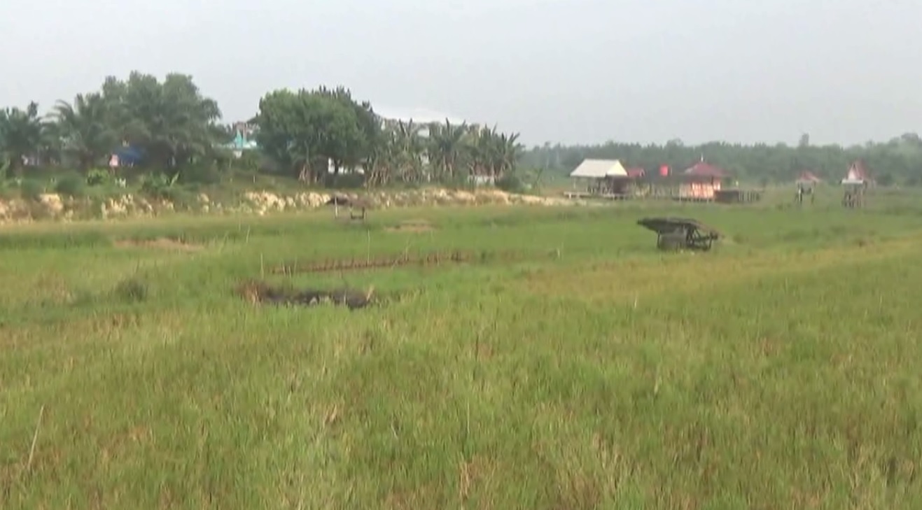 Dampak Kekeringan, 146 Hektar Lahan Padi di Batanghari Gagal Panen 