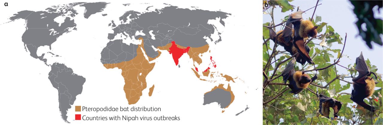 Penjelasan Virus Nipah dan Bahaya Virus Nipah