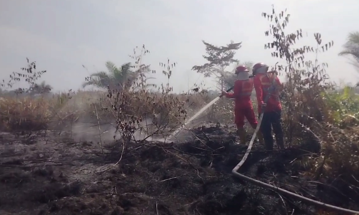 Kebakaran Hutan dan Lahan Terjadi di Sejumlah Titik, Pemda Belum Tetapkan Status Siaga Darurat