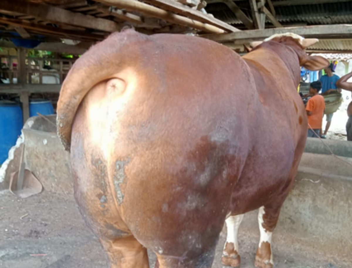 Kabupaten Tebo Dapat Bantuan Sapi Kurban dari Presiden Prabowo Subianto