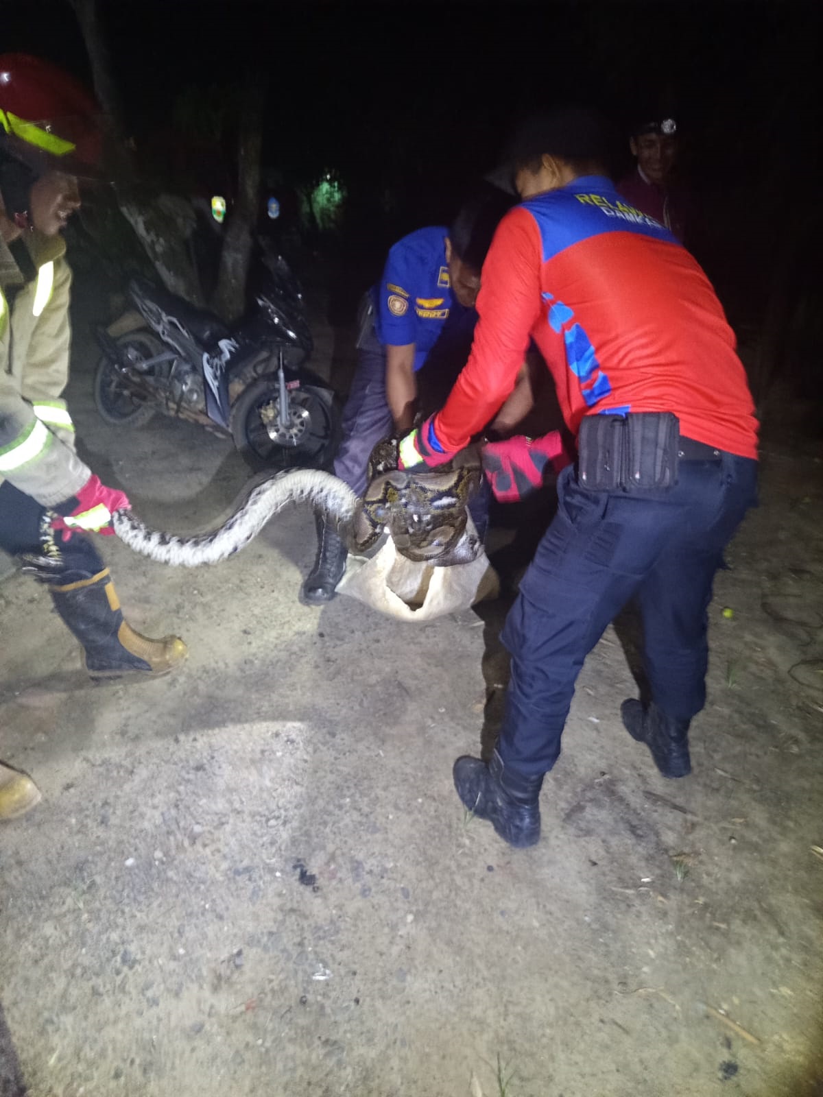 Warga Muaro Jambi Dikejutkan Kemunculan Ular Piton, Evakuasi Berlangsung Dramatis