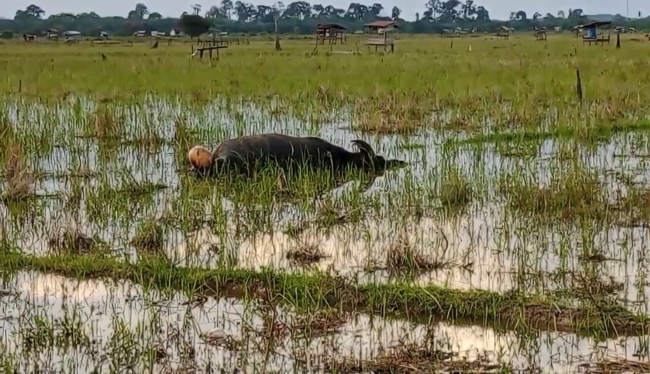 Puluhan Ternak Warga Batang Hari Mati Mendadak