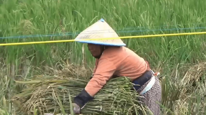 Cukup Bayar Asuransi Rp 36 Ribu, Petani yang Gagal Panen Akan Diberikan Ganti Rugi Rp 6 Juta Per Hektar