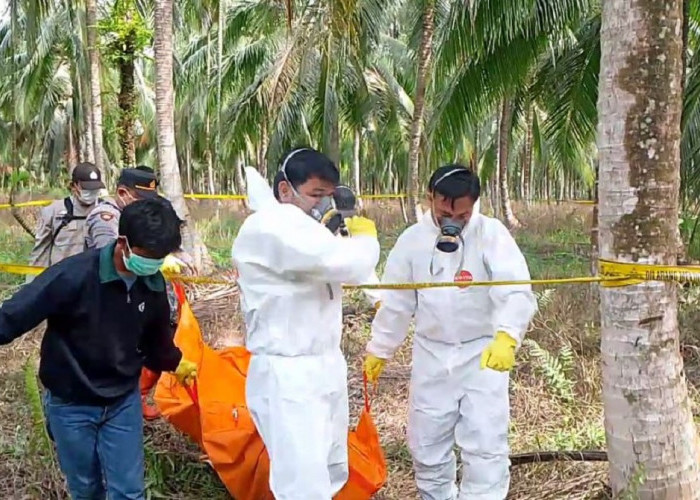 Terungkap! Mayat Yang Ditemukan Di Kebun Kelapa Adalah Korban Pembunuhan