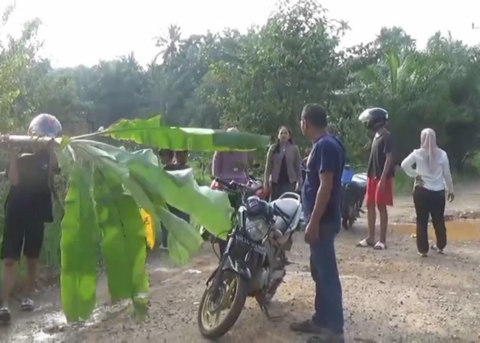 Kesal Jalan Tak Kunjung Diperbaiki, Warga Muara Bulian Tanam Pohon Pisang Di Jalan AMD