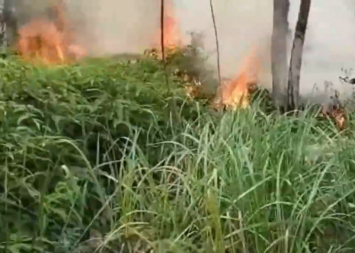 Karhutla di Batanghari Meluas, 70,3 Hektar Lahan Hangus Terbakar