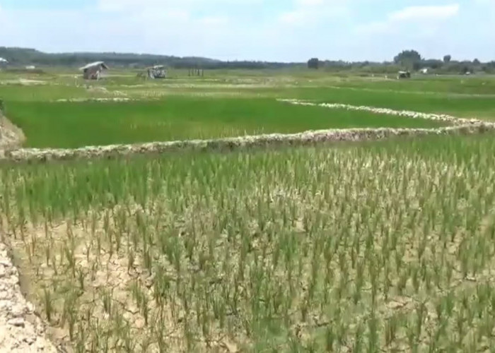 Puluhan Hektar Sawah Kekeringan, Permukaan Tanah Retak dan Padi Mulai Mati