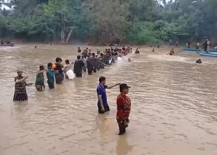 Belasan Ton Ikan Ditangkap Saat Tradisi Buka Lubuk Larangan di Jujuhan Ilir