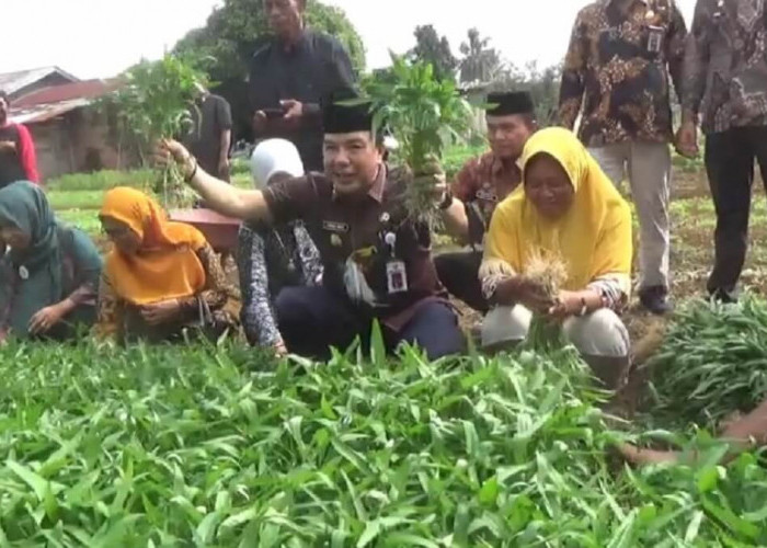 PJ Bupati Merangin Mukti Kunjungi Perkebunan Penghasil Sayuran