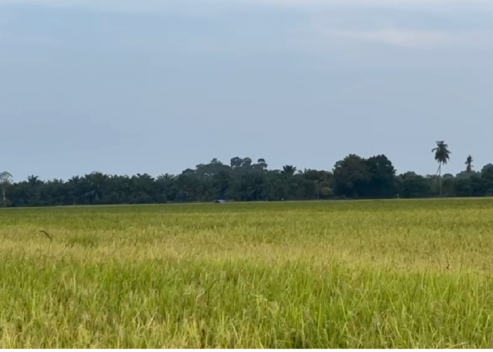 Kekeringan Paksa Petani Tebo Mundurkan Musim Tanam hingga November