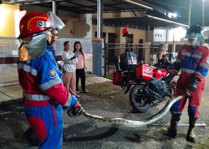 Evakuasi Cepat, Damkar Kota Jambi Amankan Ular Sanca di Talang Bakung