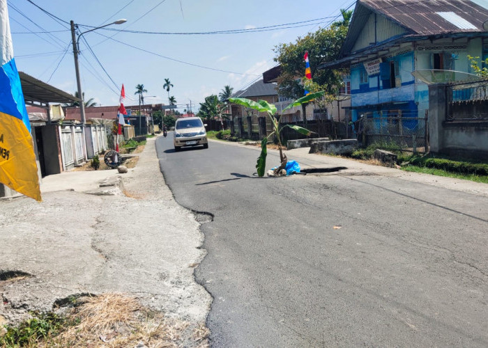 Warga Desa Pendung Hiang Tanam Pisang di Jalan Berlobang