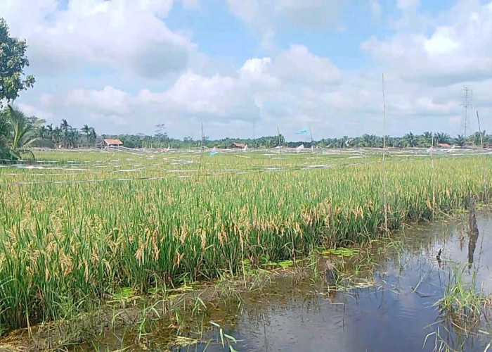 Program IP 300 di Tanjabtim Belum Optimal, Infrastruktur dan Air Jadi Kendala Utama