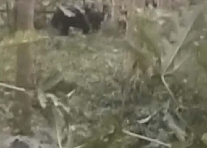 Heboh! 2 Ekor Beruang Masuk Ladang Warga Kerinci, Tanaman Rusak