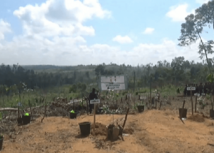 Pemkab Batanghari Upayakan Penghijauan di 200 Hektar Lahan Tahura STS Jambi yang Terdampak Karhutla